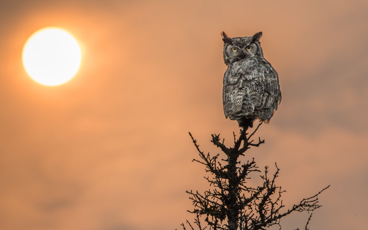 To all the dads, we give a hoot about you.

Great-horned owls are one of th best wildlife dads. Males will help scout for a suitable nest, help incubate eggs, and feed both mom and up to four young chicks. Happy Father's Day!

📸: Courtesy of Kerry Howard