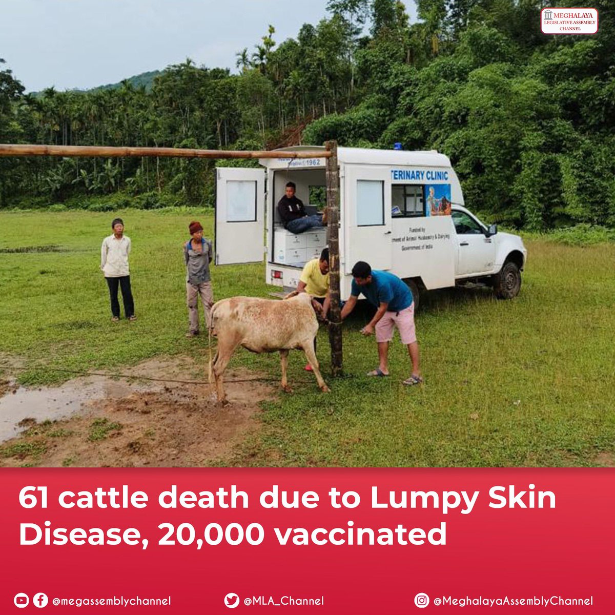 MLA_Channel's tweet photo. Secretary, AH &amp; Vety Department, Dr. Manjunatha C, has informed that cattle affected with Lumpy Skin Disease is 7,200, of which 2,500 are active cases and 61 death. 

The department has also vaccinated 20,000 cattle across state. https://t.co/HIeqmtOMud