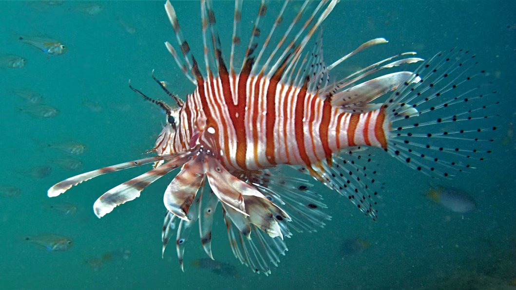 Red Lionfish in the Bay of Bengal