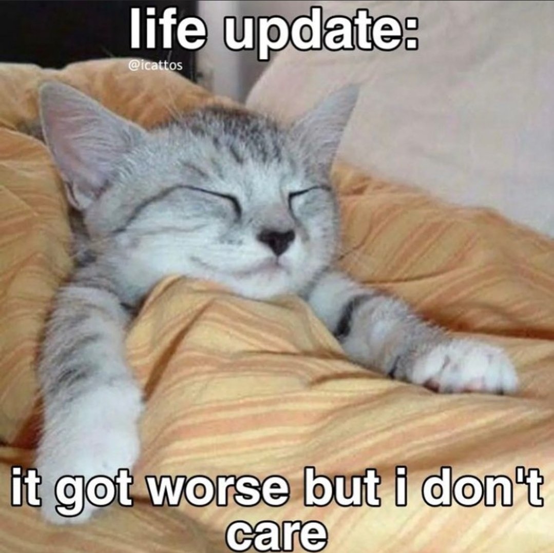 Meowsthing tweet picture