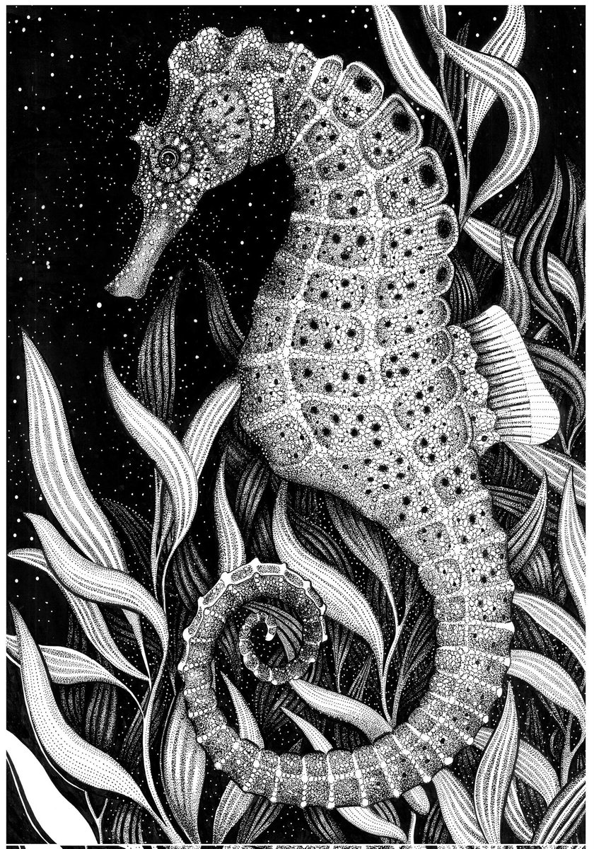 Happy #fathersday to all Dads out there! To celebrate here is the Knysna Seahorse, like all sygnathids theyre front runners for #dadoftheyear awards, as the males brood the eggs in a 'false' pregnancy before giving birth. #sundayfishsketch #fishytheme #sciart #scicomm #diving