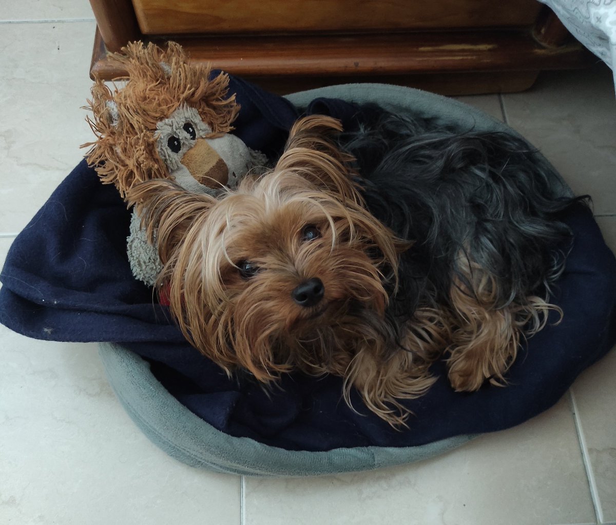 P1PP3S40's tweet photo. โกGMโกGMโกGMโก
Why is my dog โโso bullish on #bitcoin ?
๐ง๐ง๐ง
๐ง๐ถ๐ง
๐ง๐ง๐ง
๐
#SPYOP
#FF6000
#OrangeGang https://t.co/Ji47BhfHa9