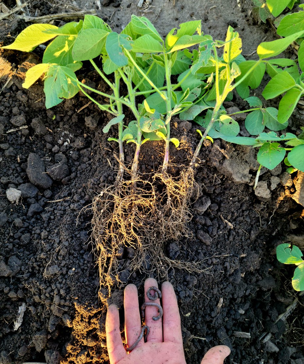 Trying to get up to <a href="/hendricksonfarm/">Blase Hendrickson</a>'s and <a href="/twellmann/">Terry Wellmann</a>'s level when it comes to growing beans.