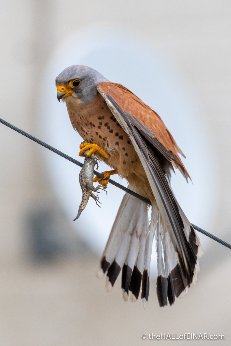 theHALLofEINAR's tweet photo. Dinner!

I love the urban Lesser Kestrels in Matera in the south of Italy.

More: https://t.co/ggZf7s4dSI

I framed this one with a satellite dish behind - like a giant dinner plate.

For its giant dinner. https://t.co/9C3JkvQ1Wj