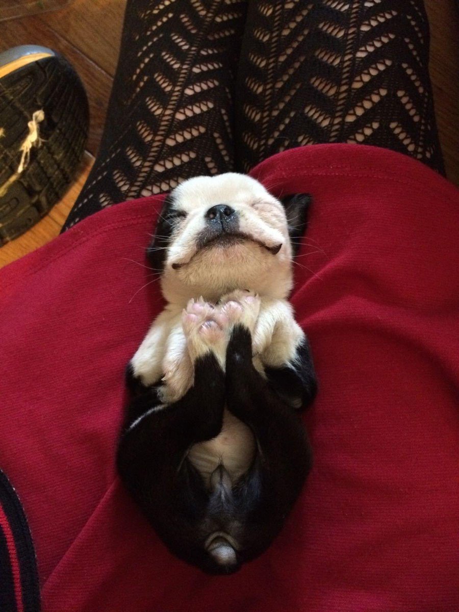 Someone is tired? #weekend #animals #bostonterrier #puppy