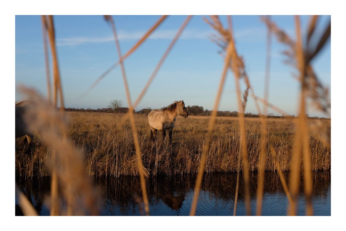 #CelebrateTheFens @FascinatingFens @WickenFenNT #fascinatingfens