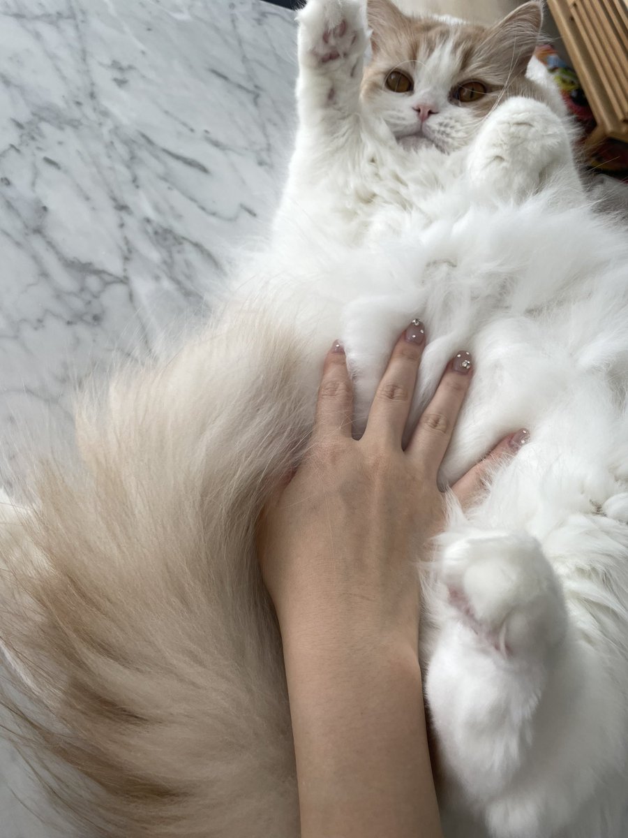 猫のこなつくん🐾 (@konatsu713_) / Posts / X