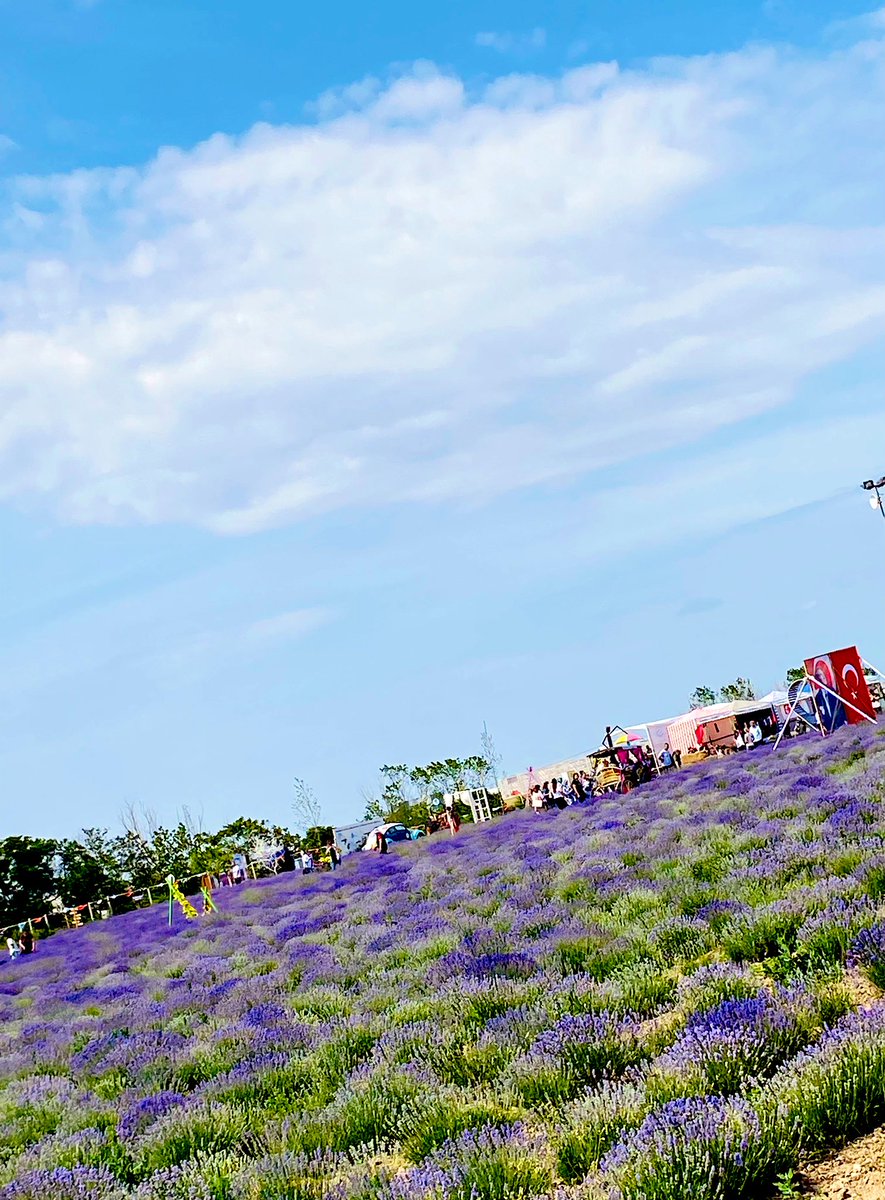 Lavanta 🪻❤️🤩