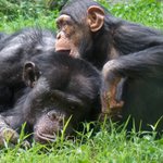 Photo by North Carolina Zoo (@NCZoo)