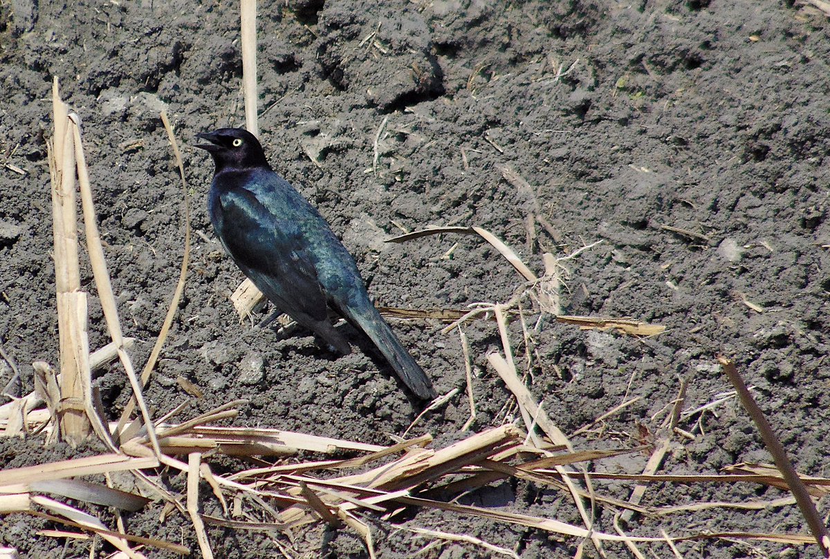 arrivedeh's tweet photo. The last blue bird spotted last week isn’t blue at all unless you see it in the right light. A Brewer’s blackbird with it’s iridescent feathers.

#birdwatching #birding #BirdsSeenIn2023 #blackbird #iridescence #birdphotography #colourfulbirds https://t.co/iWZBZgQ9Wr