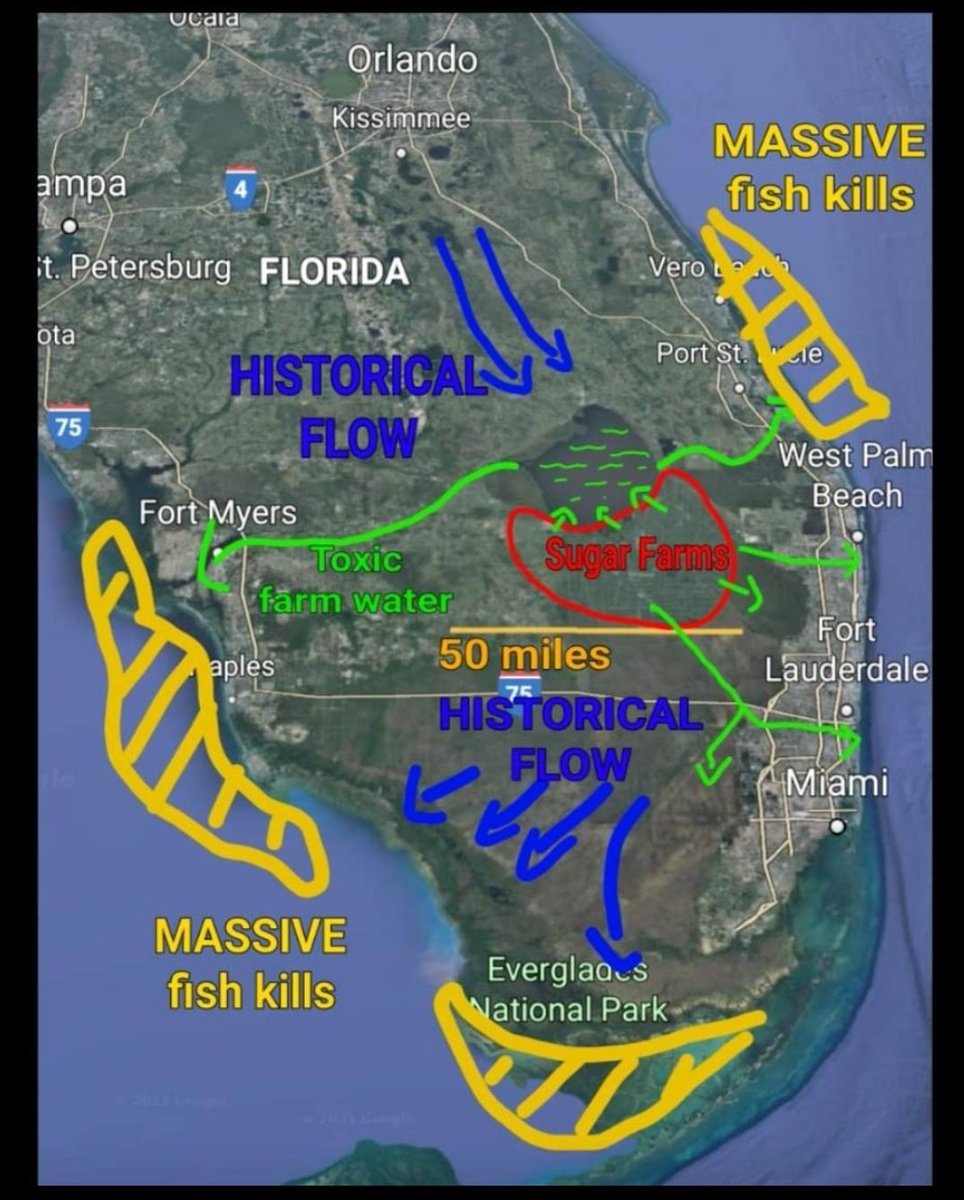 1/🧵

People wonder what's wrong with Florida, but the problem is so big you can literally see it from outter space. I'm talking about the sugar farms.

#DemandCleanWaterFL
#Fanjuls