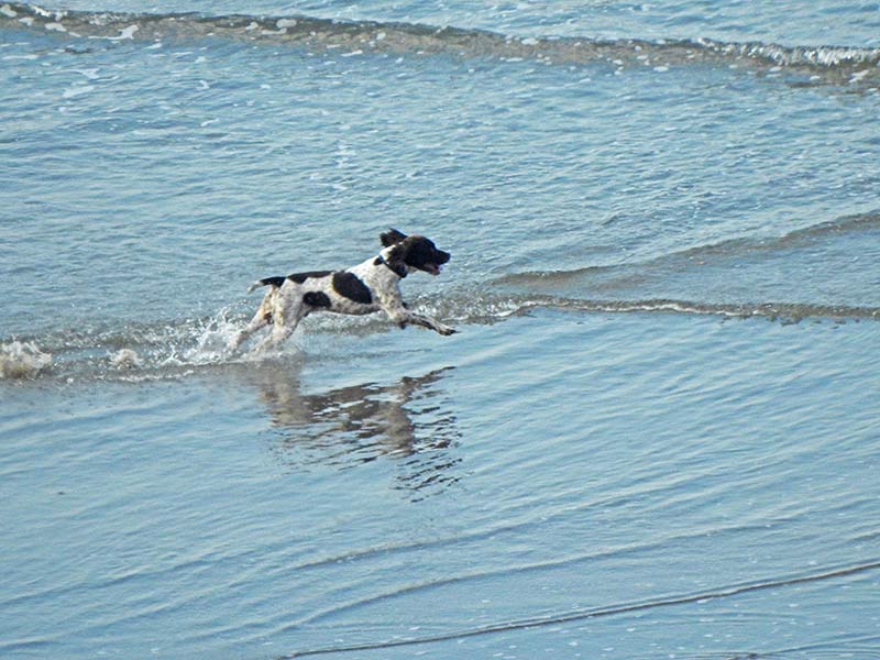 A very happy dog from Monday #Scarborough