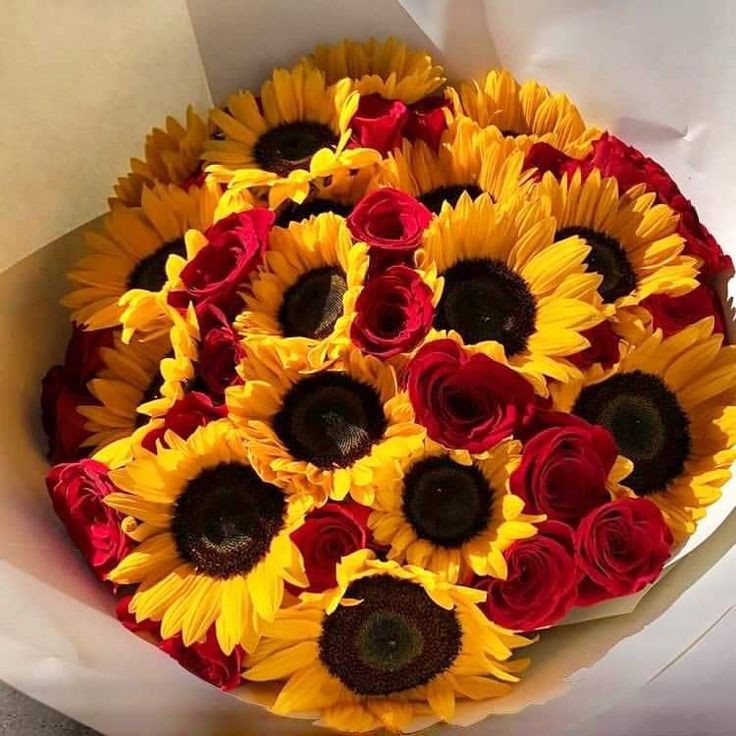 sunflowerchives's tweet photo. Sunflower to my life 🌻❤️ https://t.co/SAiMaIJMvF