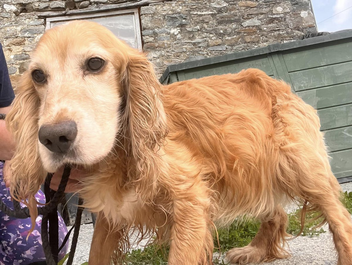 Please retweet,  this elderly, terminally ill Spaniel was due to be put to sleep in a council pound in Wales last week.
West Wales Poundies have found him an end of life foster home.
They are desperate for FOSTER homes and DONATIONS can you help?  👇
westwalespoundies.org.uk
#dogs