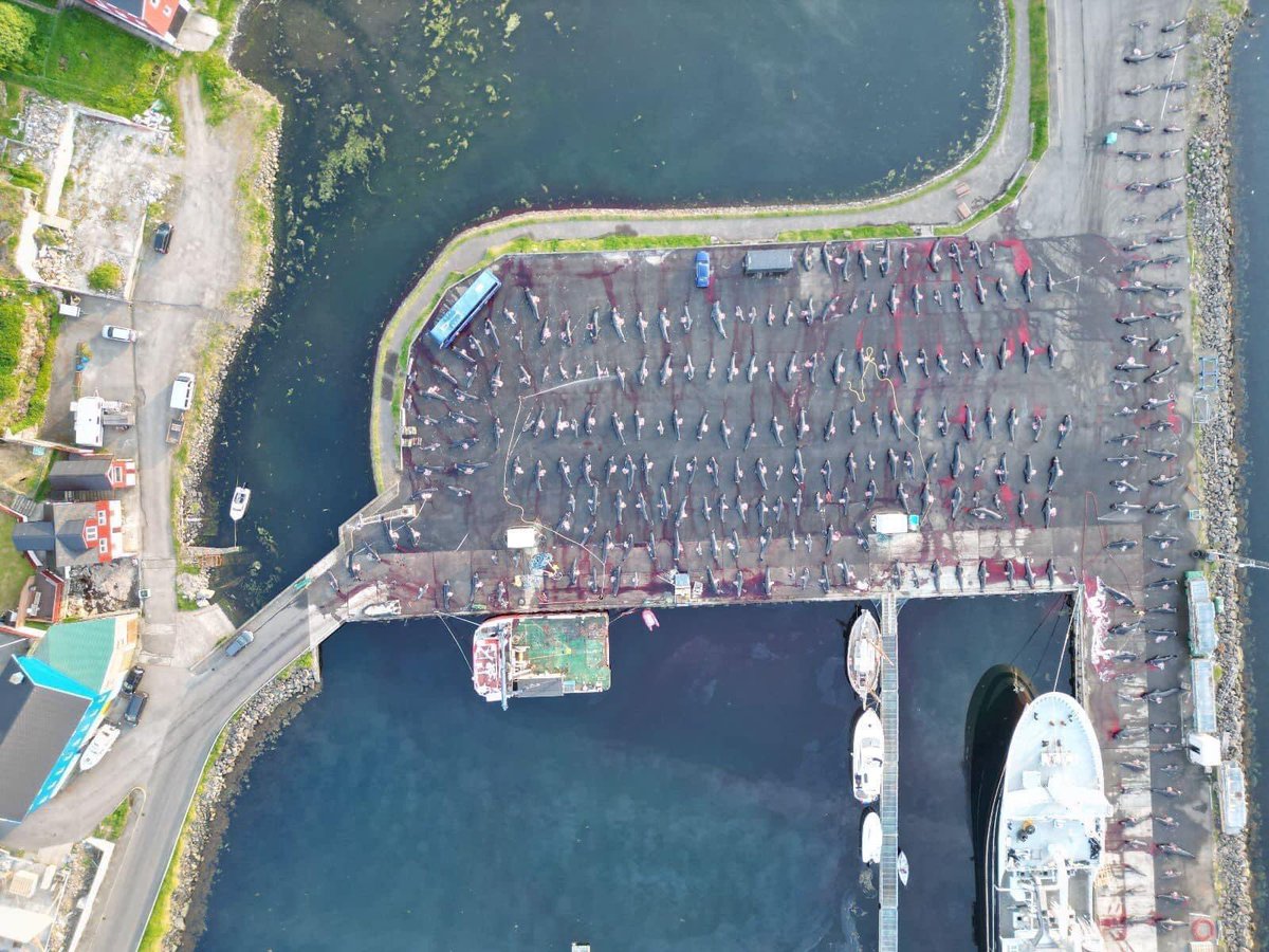 This is not a drone image of a parking lot with cars

These are the remains of brutally murdered pilot whales on the #FaroeIslands 👺

Children mothers pregnant mothers fathers, whole families murdered for an insane tradition😡

#BoycottFaroeIslands
#BoycottDenmark

#StopTheGrind