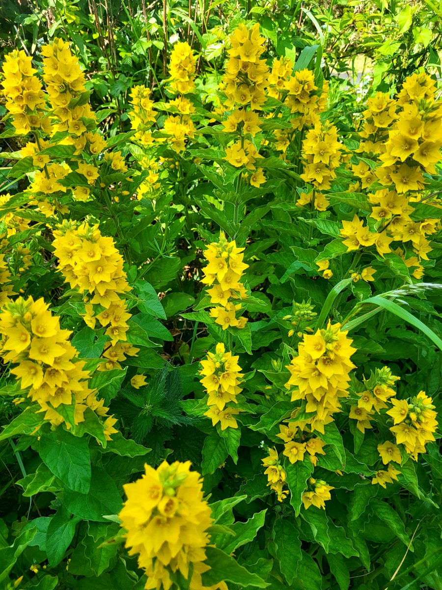 'You make me happy when skies are grey' 🍃💛🍃
#SundayYellow 
#SundayMotivation 
Loosestrife #WaterfordGreenway 
#grateful  #flowerpower