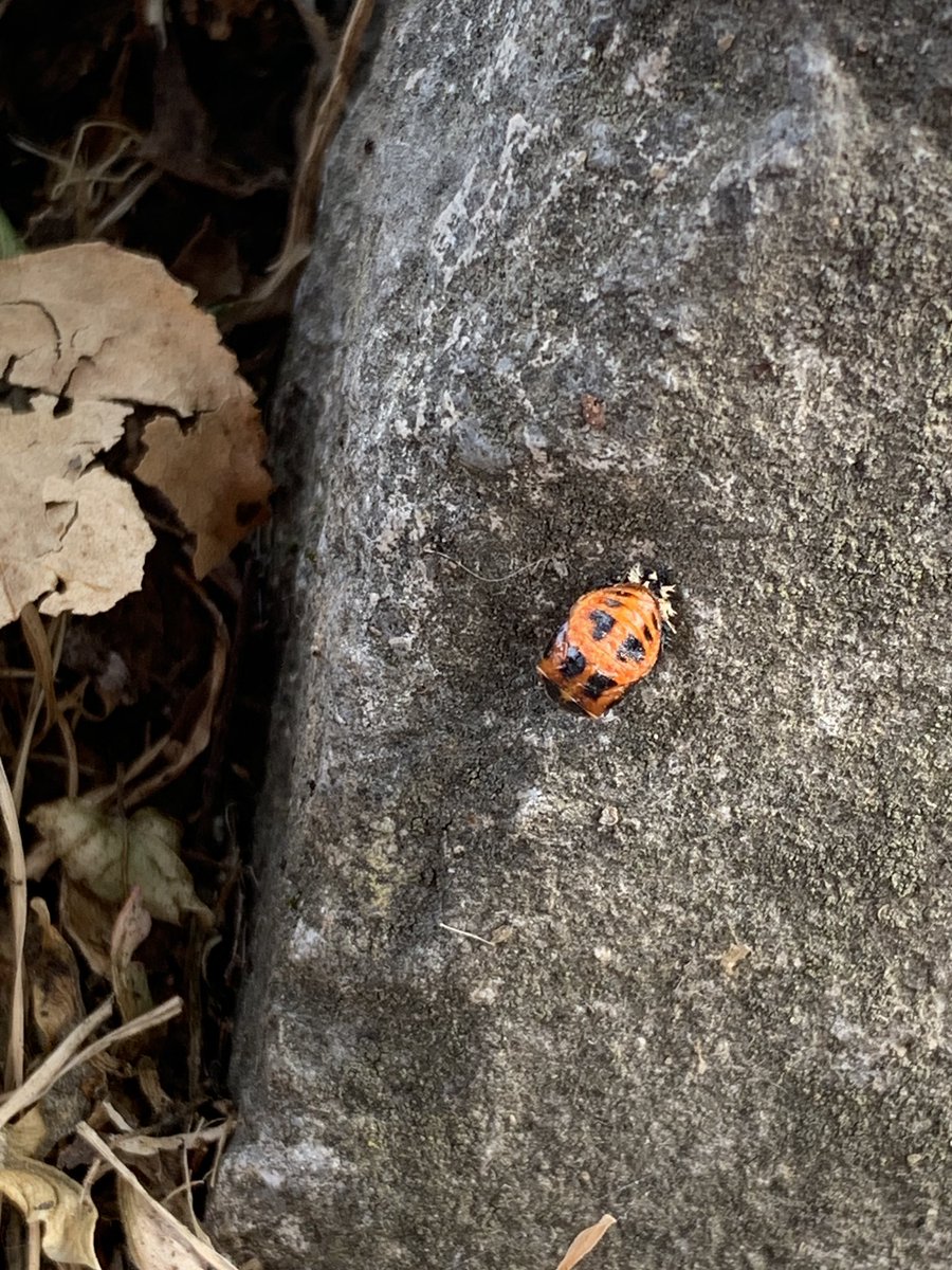 Bill Harvey tweet media