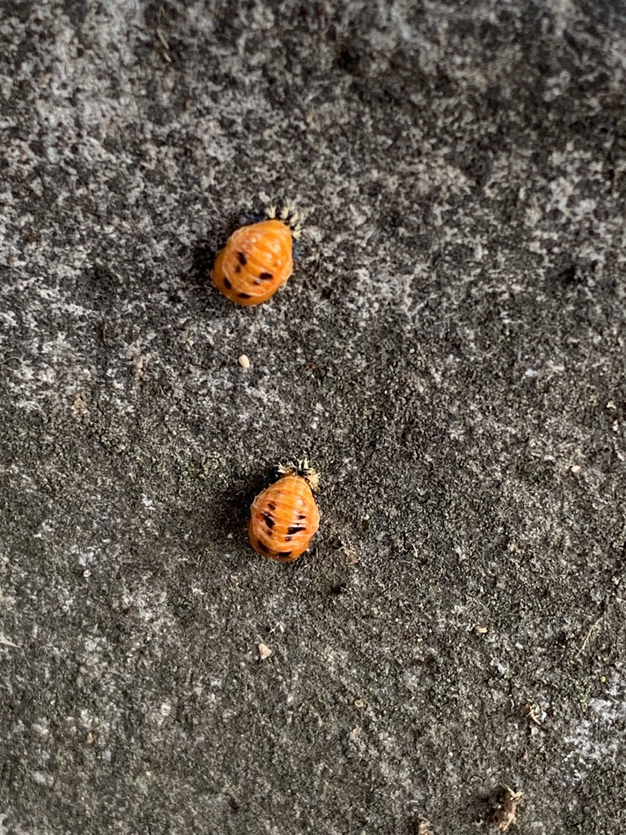 Bill Harvey tweet media