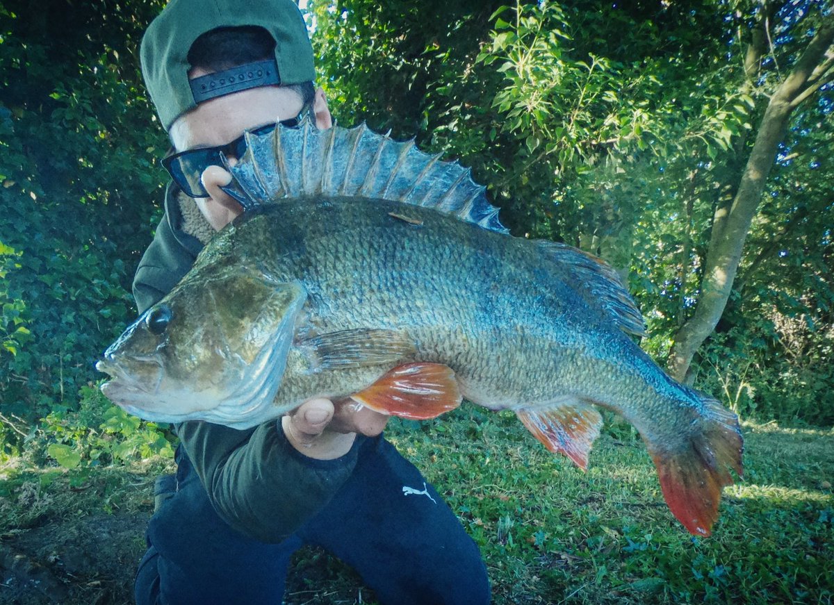 HCRFISHING's tweet photo. The start of the UK River season kicked off well 🎣🍒 
Stunning Perch 3lbs 14oz 44cm TANK! 
#FISHING #fishing #lurefishing #fyp #fyi #perch #Pike #northernpike #Zander #chub #newseason https://t.co/42smDiwhRI