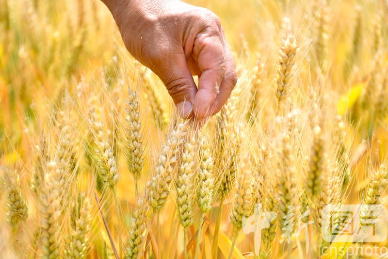 photo_cns's tweet image. The traditional Chinese lunar calendar divides the year into 24 solar terms. (Photo by CNSPHOTO)#24SolarTerms #GrainBuds