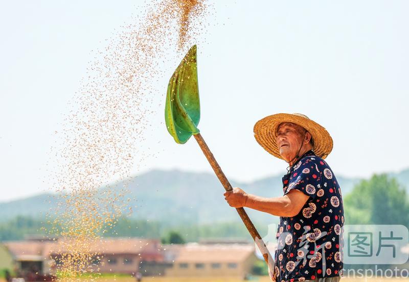 photo_cns's tweet image. The Chinese lunar calendar divides the year into 24 solar terms. Grain in Ear, (Chinese: 芒种), the 9th solar term, begins on June 6 this year and ends on June 20.  (Photo by CNSPHOTO)#24SolarTerms #GraininEar