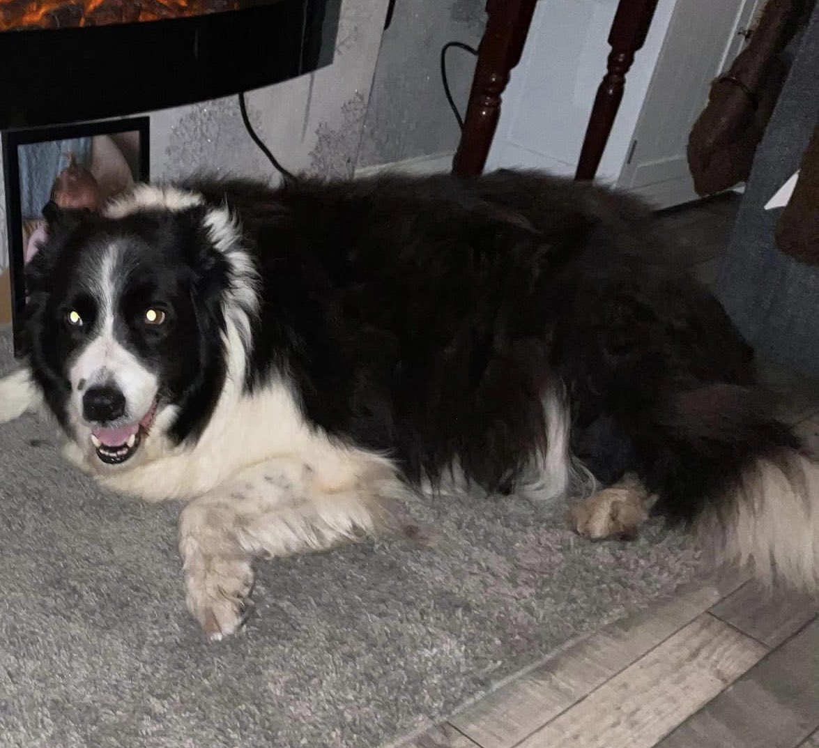 #MISSING: Have you seen Scamp?

Male black &amp; white #dog from the #DamsonWood #B92 area went missing with his elderly owner on 16 June, his owner was found in #CatherineDeBarnes on Friday night - but Scamp is still missing.  

ANY sightings of him, let #SU know.

Please RT.