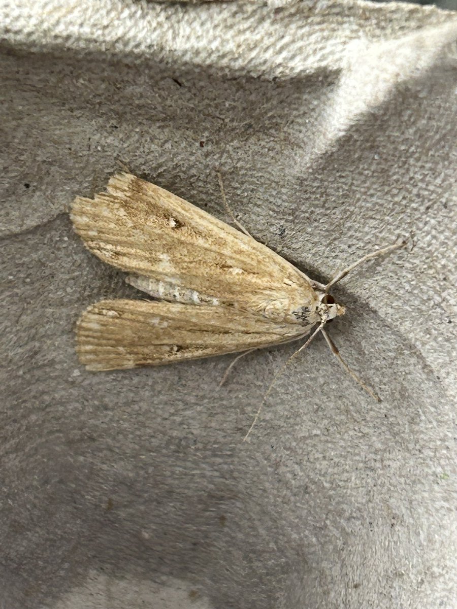 Gravesneil's tweet image. Busy night highlights so far, Common Swift, Coxcomb prominent, Ringed China-mark, Shark, Lychinis #moths #vc55