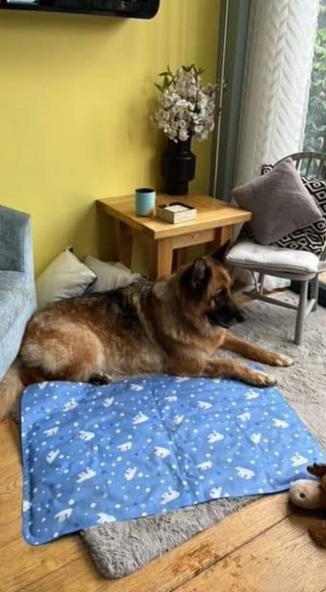 GSDRofficial1's tweet photo. SE - Arya adopted

Lovely Arya, who is 5, has been #Adopted by her Foster family. Welcome to the #failedfosterclub. https://t.co/QqR3rErcwc