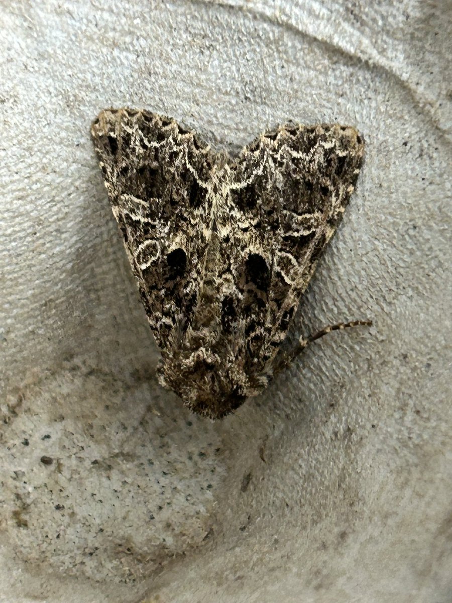 Gravesneil's tweet image. Lychinis or Campion? I went Lychinis but not 100% @calidrisboy @MOTHIDUK #vc55 Market Harborough #moths