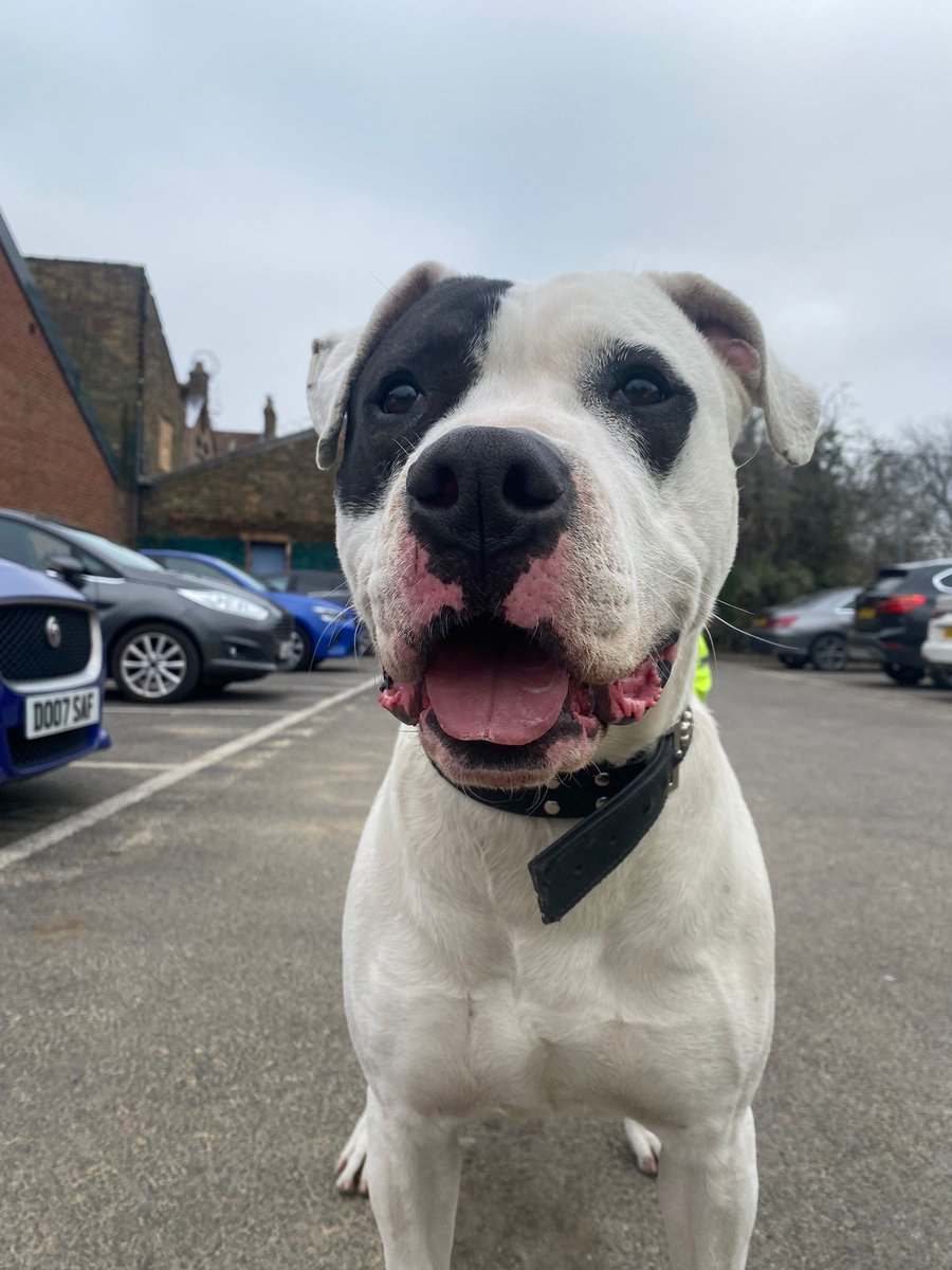 Brandon86701289's tweet image. 🥳 #goldenretrieverlife #dogmom #CuteDog  
Original: AdoptionsUk