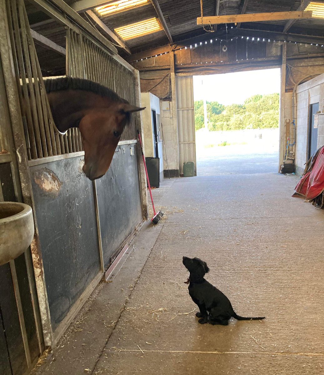 Big and little… Stanley (One Night Stand) meeting Kip for the first time 🐴🐶❤️ 📷 @annabellejohnson1 #scottdixonracing