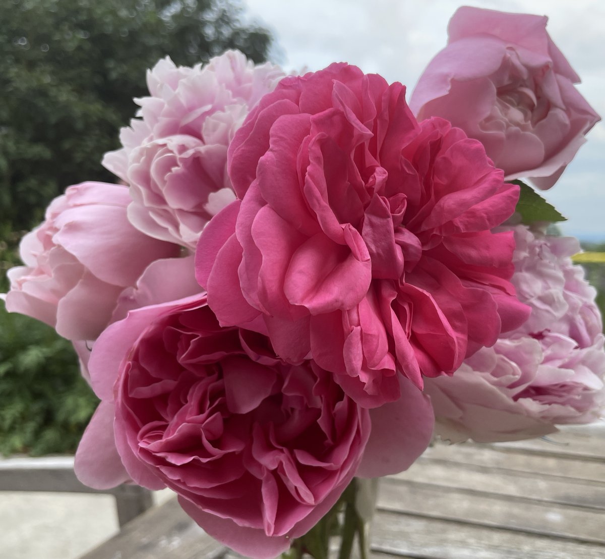 Cut flowers from the garden, All that is to be great to be in England now. Roses: “Silas Marner “, “Sir Walter Raleigh”, “heritage “, “Wisley “and essential peonies. ￼
@RosaCheney @davidaustinrose @visitdorset