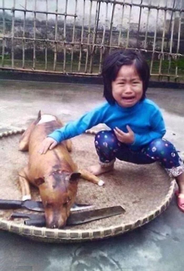 It's June, the month of the Yulin festival!
As seen in the pic, not everyone loves that festival. 
As with the crying kid, if you don't love the festival, check our profile to sign the petition against Yulin festival. #AnimalRights #dogs #VeganForTheAnimals