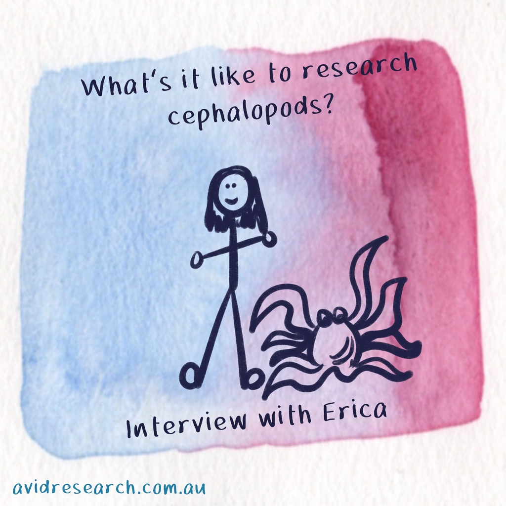 Avid Research (@avid_podcast) on Twitter photo Not all octopuses are created equal - some are more outgoing than others! (just like us) <a href="/DonlonErica/">Erica Donlon Durante</a> has legit all the fun facts about octopus! Not all octopuses are created equal - some are more outgoing than others! (just like us) <a href="/DonlonErica/">Erica Donlon Durante</a> has legit all the fun facts about octopus!
