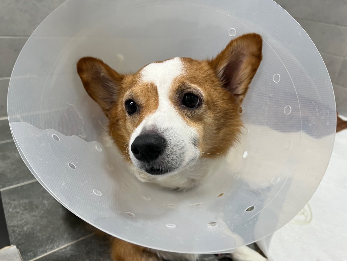 오후쪼💛
손으로 주니까 밥 먹었다는 쪼리씌… 내일이면 수술할 수있을지 또 대기해야하는지 결정나는데, 품에 꼬옥 안고 둥기둥기 하고싶다…