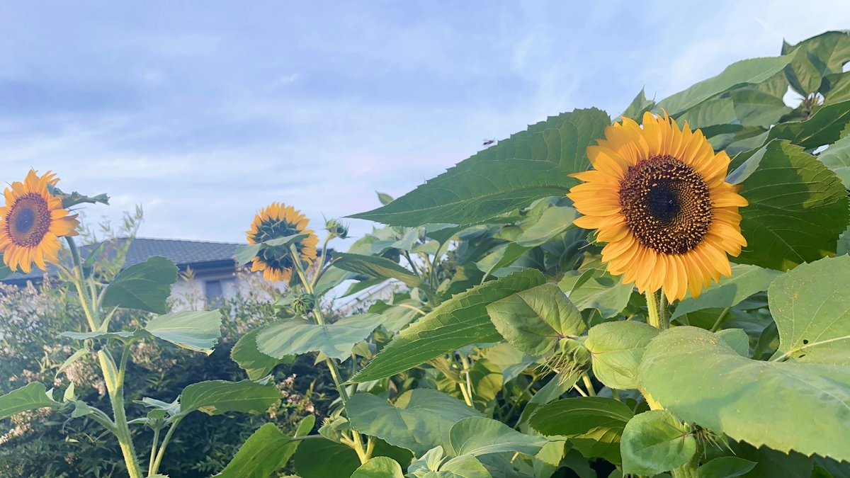 帰り道のひまわり咲き始めたよー🌻
最近暑いし夏みたいだもんね( ¯ᵕ¯ )