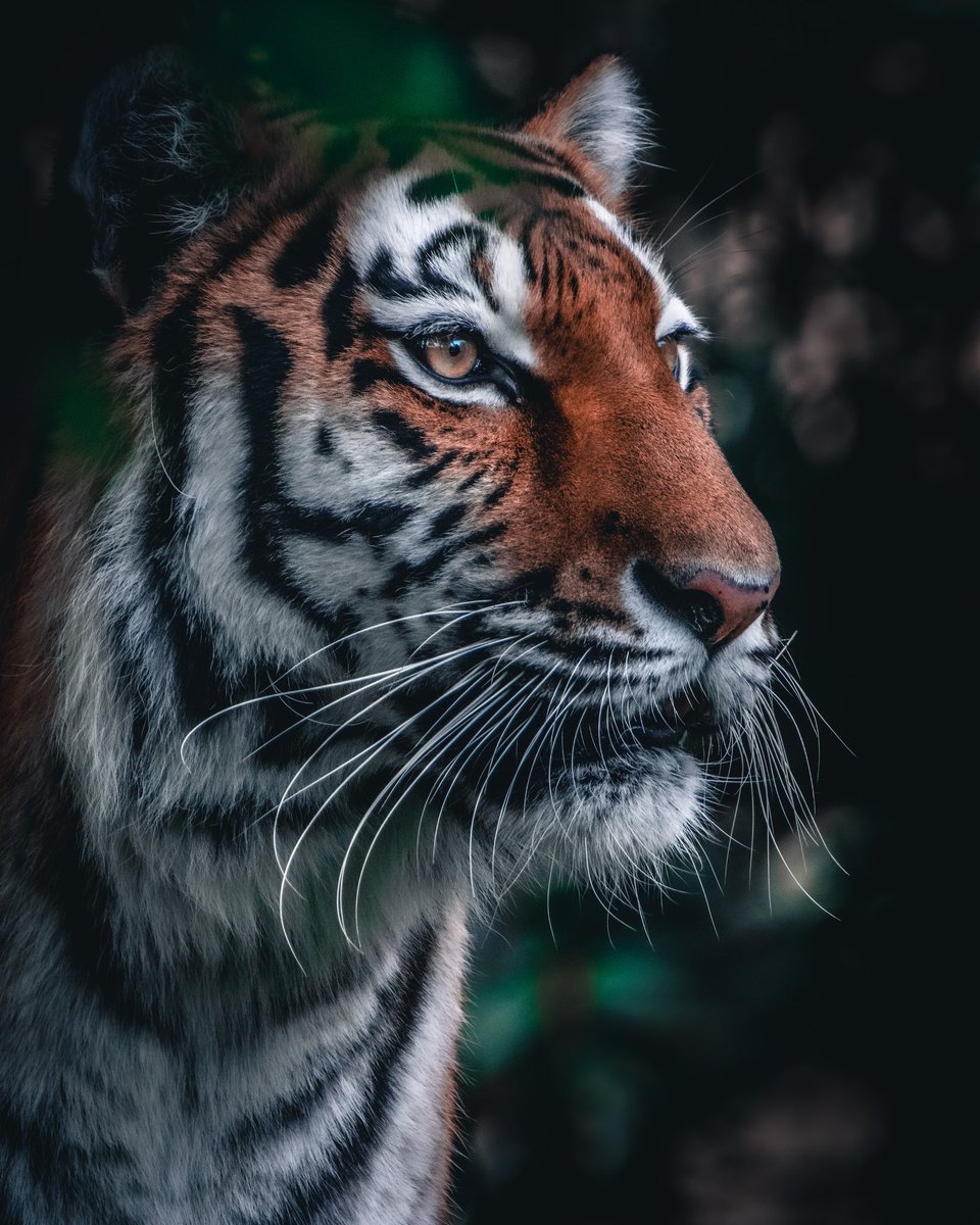 #tigre #tiger #animals #animallover #animals #wildlife #fauna #feline #noalacaza #stophunting #stopkilling #africa #asia #fieras