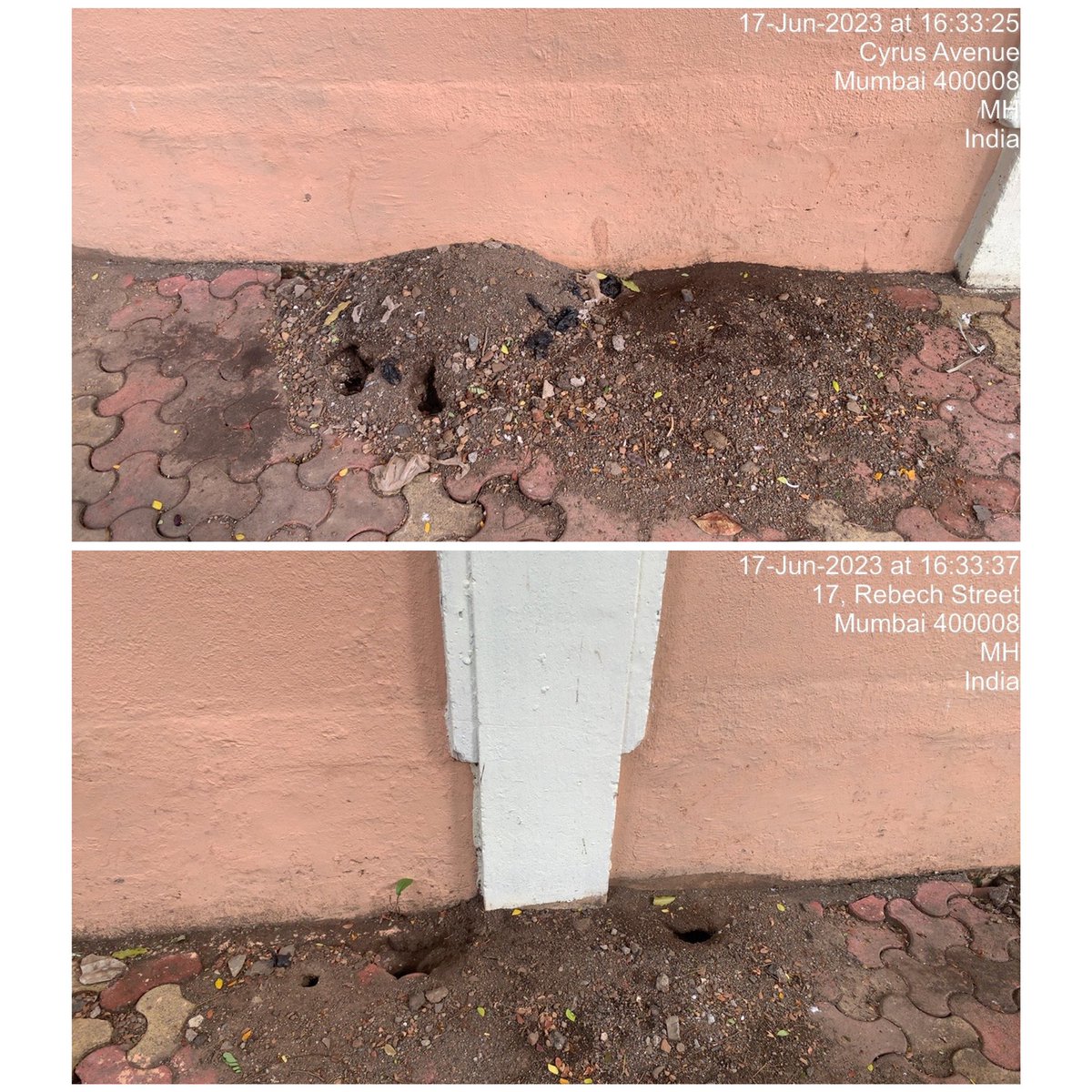 MCAALM1's tweet photo. @mybmcWardE @MybmcIO 
requesting Maintenance Dept to remove, level the base &amp; refix the paver blocks as multiple patches are uneven(can cause injury).PCO is requested for regular Rodent treatment(holes can be seen). Location: pavement outside Baug E Rehmat CHS, Meghraj Sethi Marg https://t.co/JODVAcwQV5