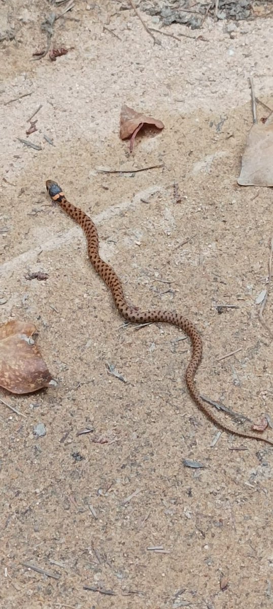 Jordi Serra tweet media