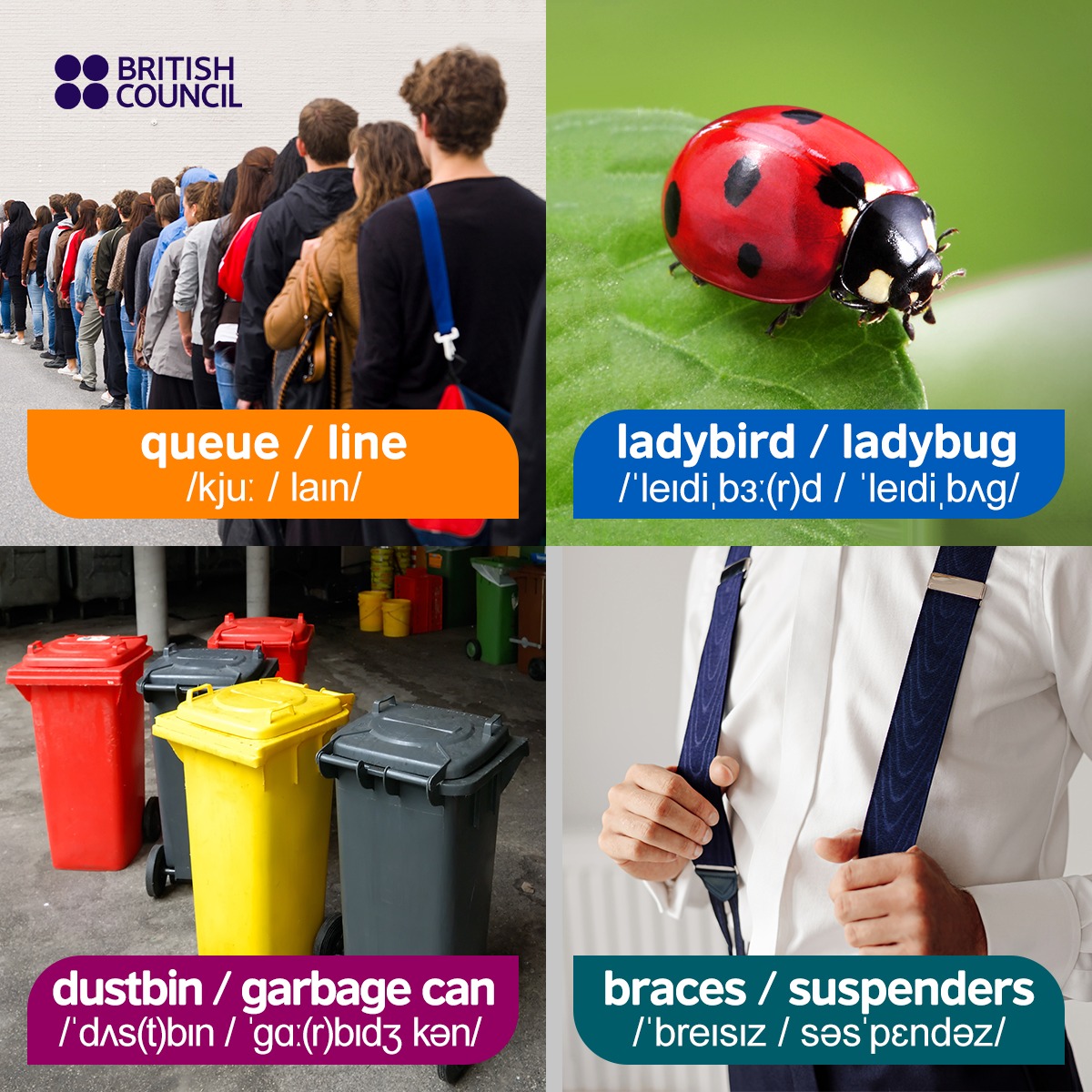 LearnEnglish on Twitter "Did you know that the herb coriander is