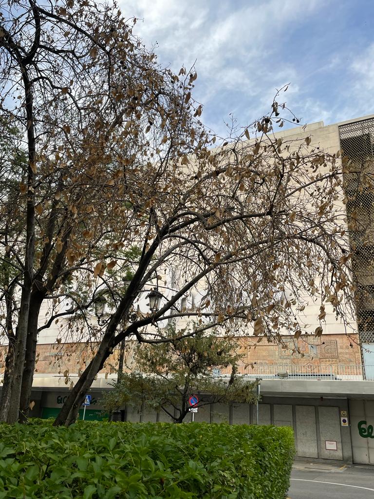 salvatusarboles's tweet photo. Plaza de la Concordia.

¿Qué está pasando?

Éstos árboles no pueden esperar ni un minuto más. Ya hay dos secos.

@Ayto_Sevilla, @eveliarincon, no hay tiempo que perder. https://t.co/lFXfjyCC7v