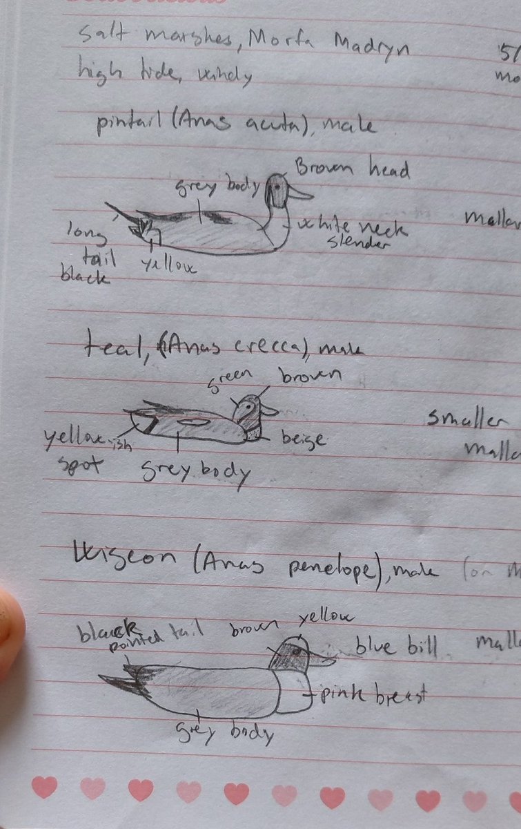 Stormisabird's tweet photo. Found my field notebook from last year while moving out. Proud to say my art skills have not improved even slightly since 🦆 https://t.co/quys6s9uyY