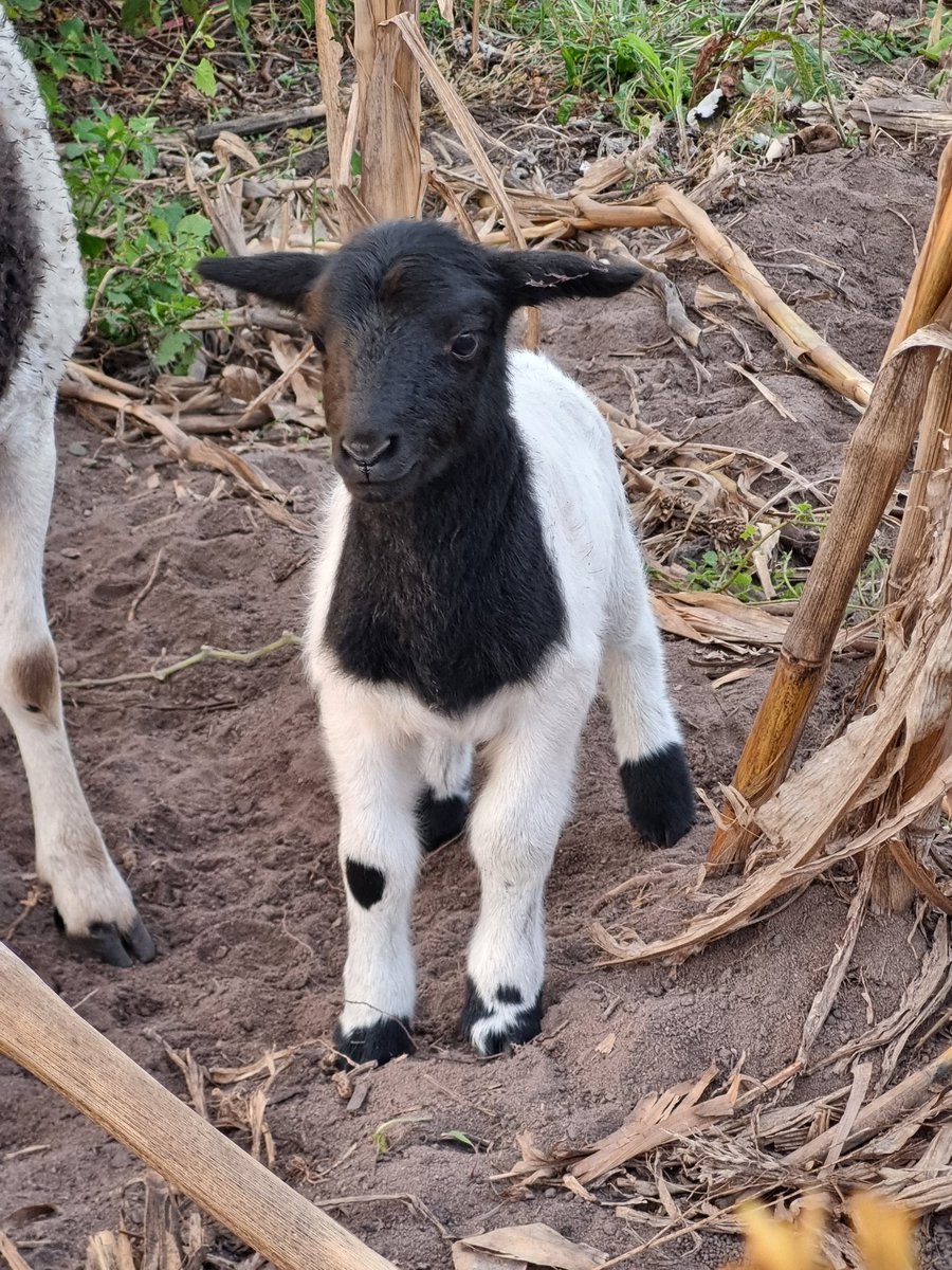 DevonNeethling's tweet photo. The latest addition to our homestead. It almost looks like it has a heart on is knee. #dorpersheep #FarmLife https://t.co/pbIfAEa2jI