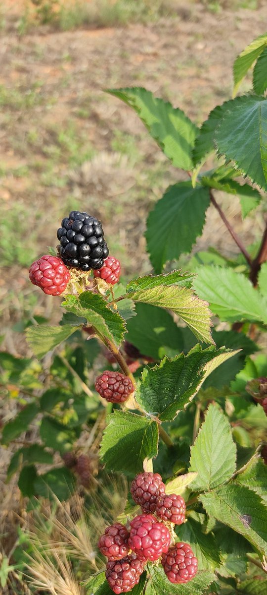 Agroberry_N's tweet image. Queda oficialmente inaugurada la campaña 2023. Ya podeis hacer vuestros pedidos.
agroberry.es
#zarzamora #eco #estres #campaña23