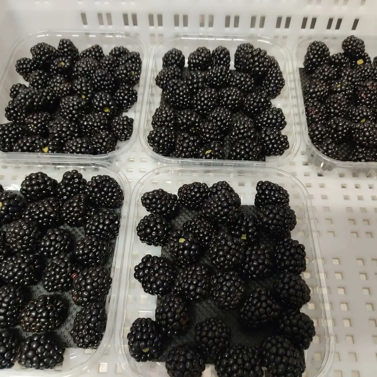 Agroberry_N's tweet image. Queda oficialmente inaugurada la campaña 2023. Ya podeis hacer vuestros pedidos.
agroberry.es
#zarzamora #eco #estres #campaña23