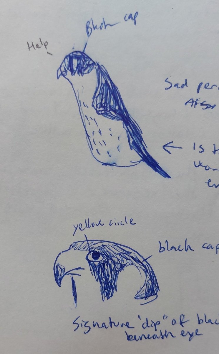 Stormisabird's tweet photo. Top peregrine looks like it melted. Bottom one looks decent https://t.co/hciikjRysQ