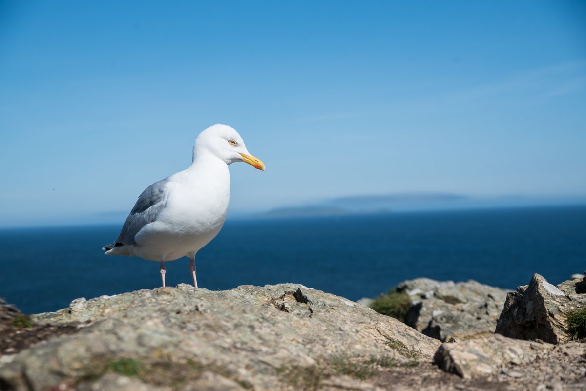 視線
#howth #旅行 #trip #travel #holiday #vacation #崖 #cliff #海 #sea #うみねこ #blacktailedgull #鳥 #bird #ireland #アイルランド #europe #ヨーロッパ #ノスタルジック #透明感のある世界 #写真を止めるな #その瞬間に物語を #私の記憶のカケラ #japanphotographer #ukphotographer #D750