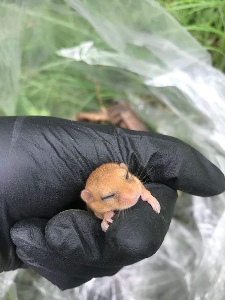 Lorna Griffiths tweet media