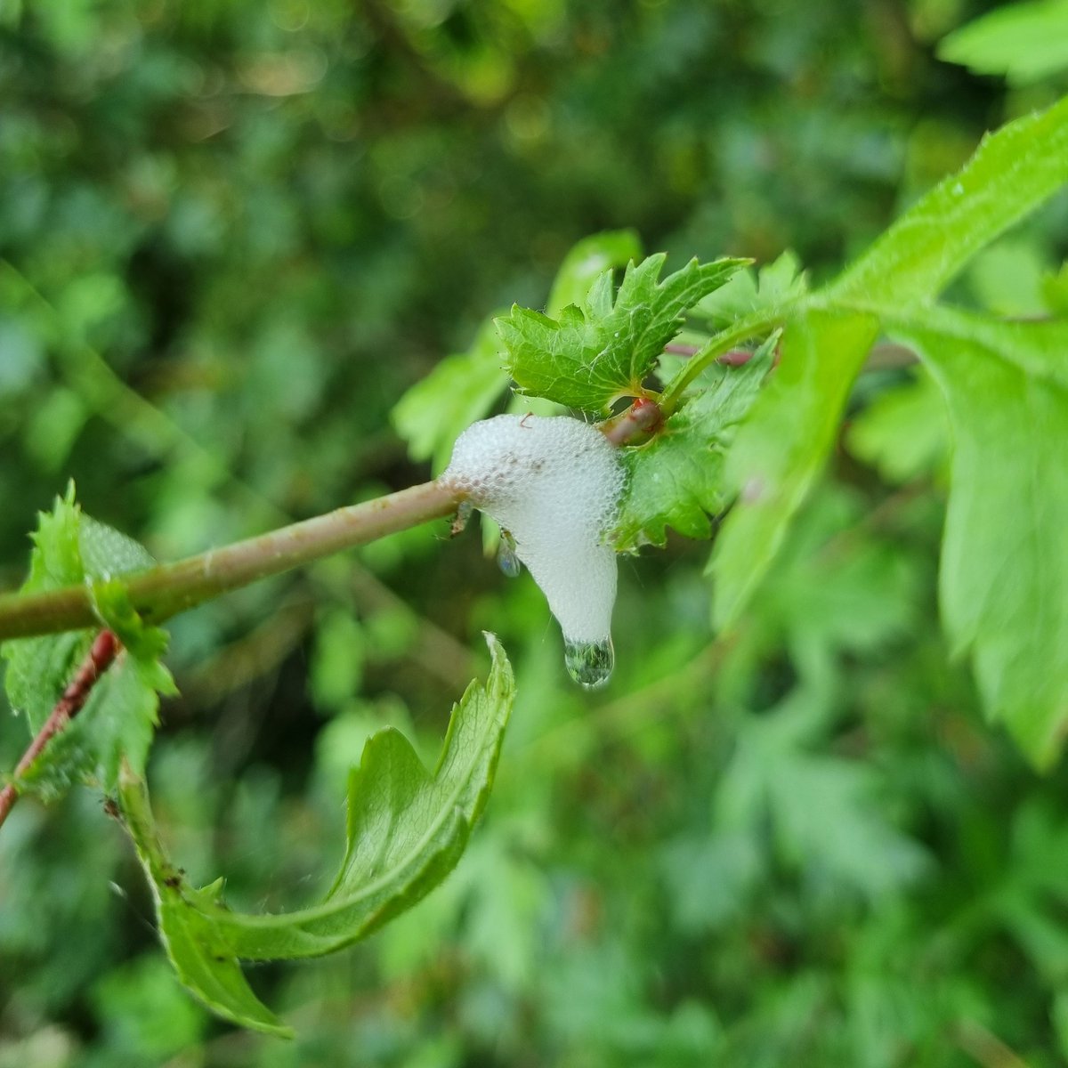 Anyone still doing the spittalbug hunt? On hawthorn. #xylella