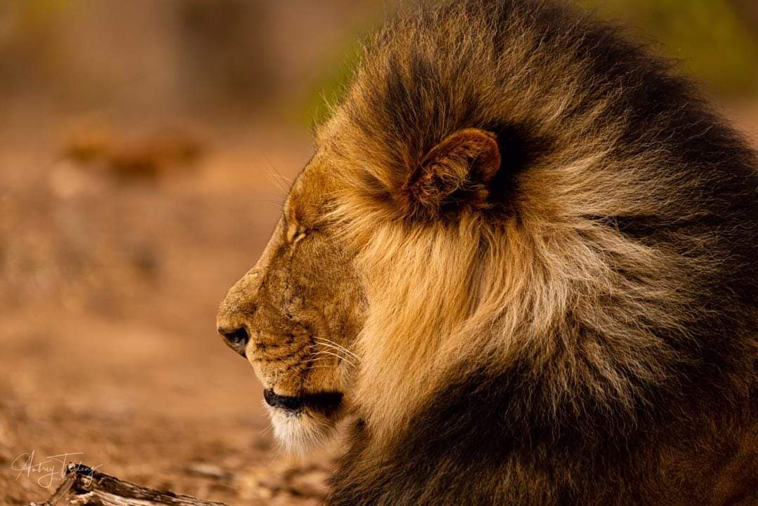 Mashatu_Reserve's tweet photo. Happy Father's Day!
Image by Aubrey Tseleng - Photographer
#mashatu #mashatugamereserve #botswana #travelafrica #explorebotswana #adventure #africa #luxurydestination #thelandofthegiants #PushaBW #ilovebotswana https://t.co/kd6Ktjfg83